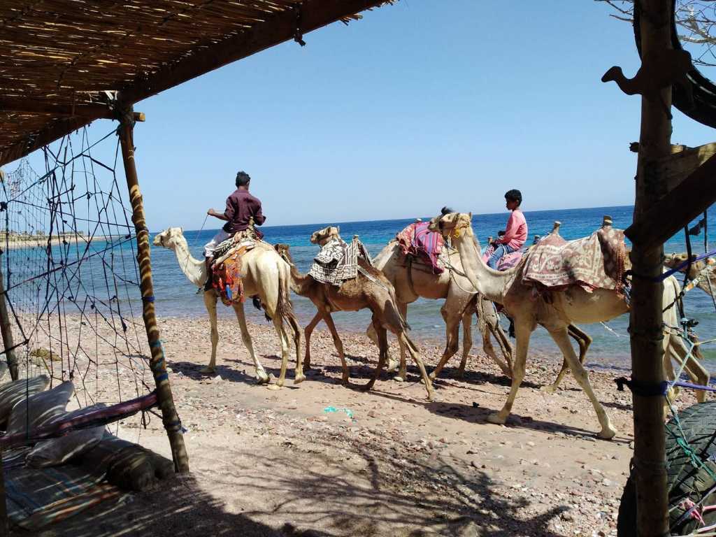 Activities & Trips in Dahab